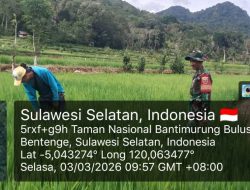 Wujudkan Ketahanan Pangan, Babinsa Koramil 1407-20/Bontocani Kodim Bone Dampingi Perawatan Padi Di Kelurahan Kahu