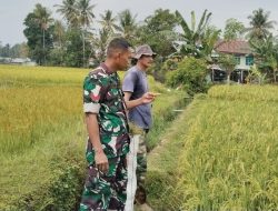 Kawal Produksi Padi, Babinsa Koramil 21/Palakka Kodim Bone Pastikan Pertumbuhan Tanaman Optimal