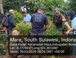 Wujud Kebersamaan Dengan Warga Binaan, Babinsa Koramil 15/Mare Kodim Bone Bantu Petani Panen Cabe