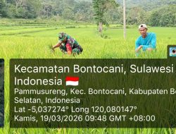 Update Ketahanan Pangan : Babinsa Pammusureng Koramil 1407-20/Bontocani Pantau Kondisi Tanaman Padi