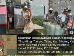 Dukung Swasembada Pangan, Babinsa Koramil 13/Sibulue Pantau Panen Padi Di Tunreng Tellue