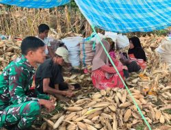 Gercep! Babinsa Koramil 21/Palakka Kodim 1407/Bone Turun Tangan Bantu Petani Jagung Tanah Tengngah