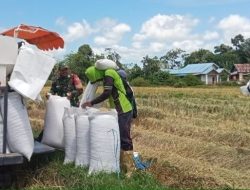 Wujudkan Ketahanan Pangan, Babinsa Koramil 15/Mare Kodim 1407/Bone Dampingi Petani Pattiro Panen Padi