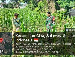 Monitor Wilayah Binaan, Babinsa Koramil 1407-12/Cina Pastikan Proses Pemupukan Lahan Berjalan Lancar