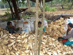 Pacu Swasembada Pangan, Babinsa Koramil 1407-05/Ulaweng Kodim Bone Kawal Panen Jagung Di Dusun Laganca