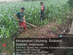 Pupuk Semangat Petani : Dedikasi Babinsa Koramil 1407-14/Libureng Pastikan Tanaman Jagung Tappale Subur