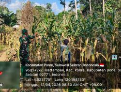 Kawal Kesejahteraan Petani, Babinsa Koramil 1407-10/Ponre Kodim Bone Pantau Perkembangan Jagung Di Mattampae