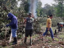 Siapkan Lahan Unggul, Personel Kodim 1407/Bone Kawal Tahap Awal Penanaman Jagung Di Kecamatan Cina