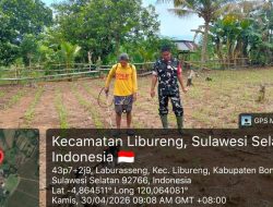 Babinsa Kodim 1407/Bone Koramil 14/Libureng Pastikan Tanaman Jagung Warga Tumbuh Sehat Dan Aman