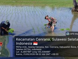 Aksi Nyata Babinsa Koramil 1407-03/Cenrana Dampingi Petani Padi