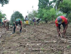 Bahu-Membahu, Babinsa Koramil 1407-04/Tellusiatinge Dan Warga Patangnga Hijaukan Lahan Dengan Jagung