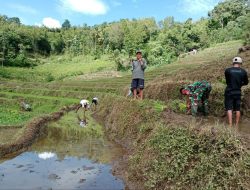 Perkuat Ketahanan Pangan, Babinsa Kodim 1407/Bone Koramil Lamuru Terjun Ke Sawah Bantu Warga Tanam Padi