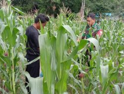Dukung Program Hanpangan,Babinsa Koramil 1407-11/Barebbo Pantau Perkembangan Pertanian Di Desa Cempaniga