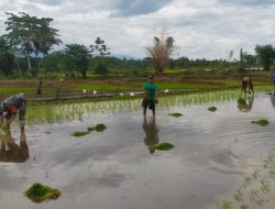 Aksi Nyata Babinsa Kodim 1407/Bone Dorong Percepatan Masa Tanam Di Kecamatan Kahu
