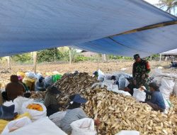 Optimalkan Hasil Bumi, Babinsa Koramil 1407-05/Ulaweng Aktif Kawal Panen Jagung Petani