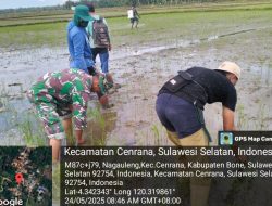 Peduli Kesejahteraan Warga, Babinsa Koramil Cenrana Kodim Bone  Bantu Proses Penanaman Padi Di Desa Nagauleng