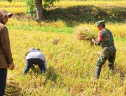 Kawal Swasembada Pangan, Babinsa Bontocani Kodim 1407/Bone Setia Dampingi Petani Di Hamparan Sawah