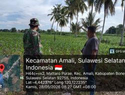 Babinsa Koramil 1407-05/Ulaweng Pos Ramil Amali Laksanakan Pendampingan Dan Pemantauan Sektor Pertanian Di Desa Mattaropurae
