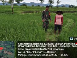 Optimalkan Hasil Panen, Babinsa Koramil 1407-09/Lappariaja Cek Kondisi Tanaman Padi Warga Sengeng Palie