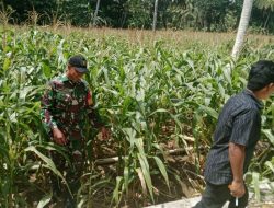 Sukseskan Program Swasembada Pangan, Babinsa Koramil 1407-05/Ulaweng Pantau Pertumbuhan Jagung Warga Tassipi