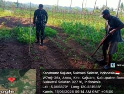 Dukung Swasembada Pangan, Babinsa Koramil 1407-18/Kajuara Dampingi Pemanfaatan Lahan Hortikultura Di Desa Ancu