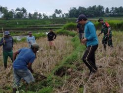 Antisipasi Gagal Panen, Babinsa Koramil 19/Kahu Kodim Bone Dampingi Warga Desa Biru Kendalikan Hama Tikus