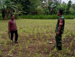 Keren! Babinsa Koramil 1407-14/Libureng Masuk Ladang, Pastikan Tanaman Jagung Warga Libureng Bebas Hama
