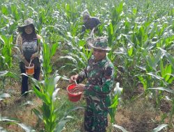 Melalui Pendampingan Babinsa Koramil 09/Lapri Kodim 1407/Bone, Petani Desa Tenri Pakkua Optimalkan Pemupukan Jagung