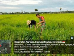 Babinsa Koramil 1407-01/Ajangale Turun Ke Sawah Dampingi Petani Rawat Padi