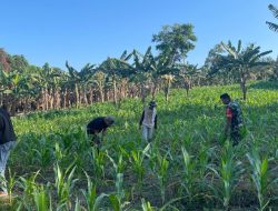Babinsa Koramil 1407-06/Awangpone Dampingi Warga Laksanakan Pemupukan Tanaman Jagung Di Awolagading