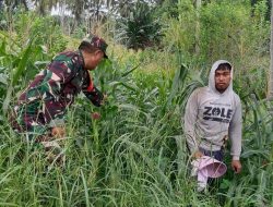 Pastikan Tanaman Tumbuh Optimal, Babinsa Koramil 1407-05/Ulaweng Pantau Lahan Pertanian Warga