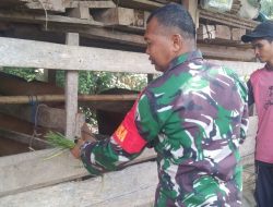Dukung Ketahanan Pangan, Babinsa Kajuara Kodim 1407/Bone Pantau Perkembangan Ternak Sapi Masyarakat