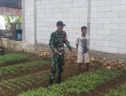 Babinsa Koramil 1407-05/Ulaweng Dukung Program Ketahanan Pangan Melalui Pendampingan Petani