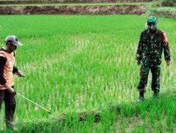 Babinsa Koramil 1407-20/Bontocani Kodim Bone Perkuat Sinergi Dengan Petani Melalui Pendampingan Pertanian