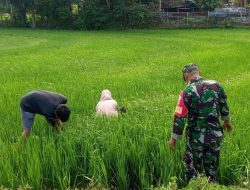 Babinsa Kodim Bone Koramil 1407-14/Libureng Dampingi Warga Dalam Pemeliharaan Tanaman Padi Di Desa Mallinrung