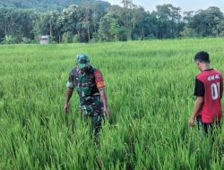Babinsa Kodim 1407/Bone Koramil 20/Bontocani Kawal Pertumbuhan Padi Di Lahan Persawahan Warga