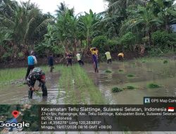 Babinsa Koramil 1407-04/Tellusiattinge Dampingi Petani Tanam Padi, Dukung Ketahanan Pangan