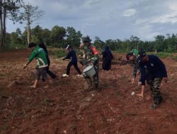Perkuat Ketahanan Pangan Di Wilayah Binaan, Babinsa Mare Dampingi Proses Penanaman Jagung Milik Warga Desa Batu Gading