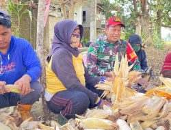 Panen Jagung Penuh Keceriaan, Babinsa Koramil 1407-05/Ulaweng Kodim Bone Hadir Dampingi Petani