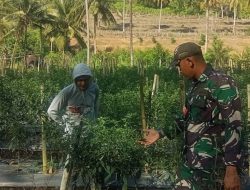 Babinsa Koramil 1407-14/Libureng Kodim Bone Dampingi Pengecekan Tanaman Cabai Milik Warga Desa Poleonro