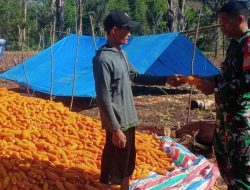 Dampingi Petani Panen Jagung, Babinsa Ponre Kodim 1407/Bone Wujudkan Kepedulian Terhadap Ketahanan Pangan