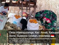 Babinsa Kodim Bone Koramil 1407-05/Ulaweng Bantu Warga Binaan Panen Jagung Di Desa Waemputtange