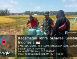 Bersama Petani Di Musim Panen, Babinsa Koramil 1407-16/Tonra Wujudkan Kepedulian Terhadap Sektor Pertanian