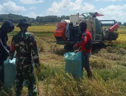 Babinsa Koramil 1407-16/Tonra Kodim Bone Hadir Di Tengah Petani, Dampingi Proses Panen