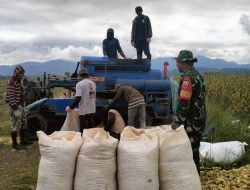 Babinsa Ponre Kodim 1407/Bone Dampingi Petani, Pastikan Proses Perontokan Jagung Berjalan Lancar