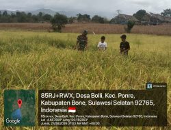 Babinsa Koramil Ponre Kodim 1407/Bone Dampingi Petani Pantau Padi Siap Panen di Desa Bolli