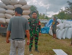 Babinsa Koramil 1407-12/Cina Kodim Bone Monitoring Penjualan Gabah, Jaga Kelancaran Aktivitas Warga