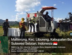 Wujudkan Swasembada Pangan, Babinsa Libureng Kodim 1407/Bone Dampingi Petani Dari Sawah Hingga Panen