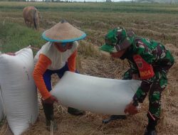 Turun Langsung Ke Sawah, Babinsa Ponre Dampingi Petani Angkut Hasil Panen Padi Di Desa Mappesangka