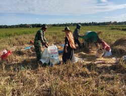 Di Desa Mattampae, Babinsa Koramil 10/Ponre Kodim 1407/Bone Dampingi Petani Saat Panen Padi 